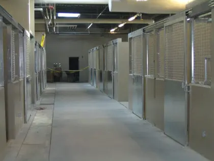 Corridor d’écurie avec box pour chevaux à structure métallique.